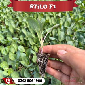 Stilo F1 Karnabahar Fidesi