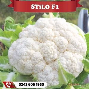 Stilo F1 Karnabahar Fidesi