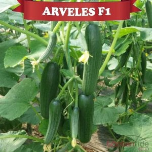 Arveles F1 Yarı Multi Hıyar Fidesi