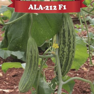 Ala-212 F1 - Hibrit Ala Acur Tohumu 1000 Adet