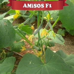 Amisos F1 Sırık Hıyar Fidesi