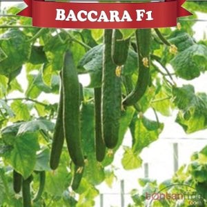 Baccara F1 Hıyar Fidesi
