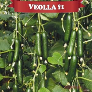 Veolla F1 Hıyar Fidesi