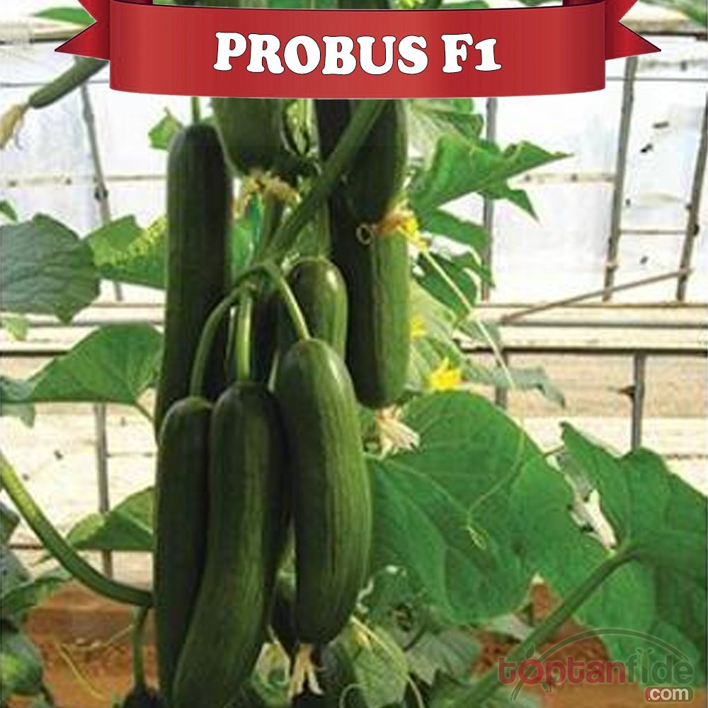 Probus F1 Hıyar Fidesi