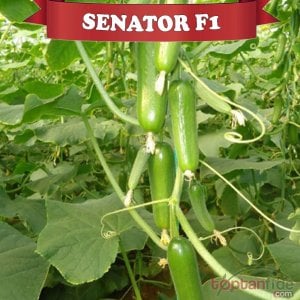 Senator F1 Silor Hıyar Fidesi