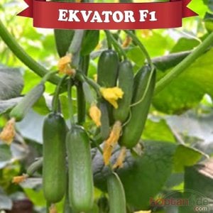 Ekvator F1 Silor Hıyar Fidesi