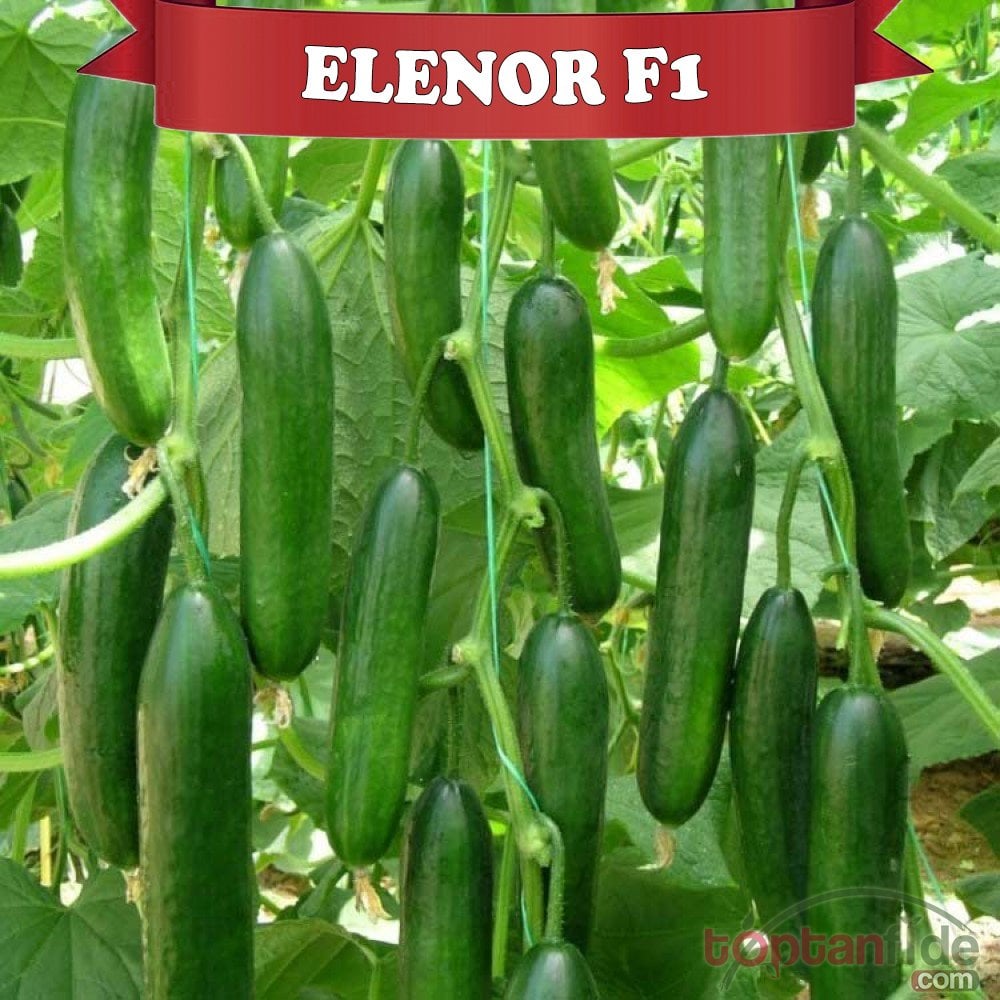 Elanor F1 Silor Hıyar Fidesi