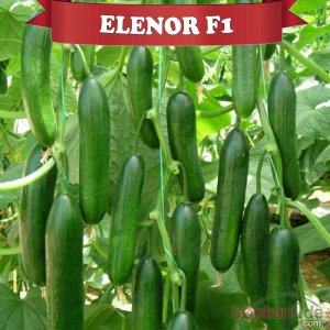 Elanor F1 Silor Hıyar Fidesi