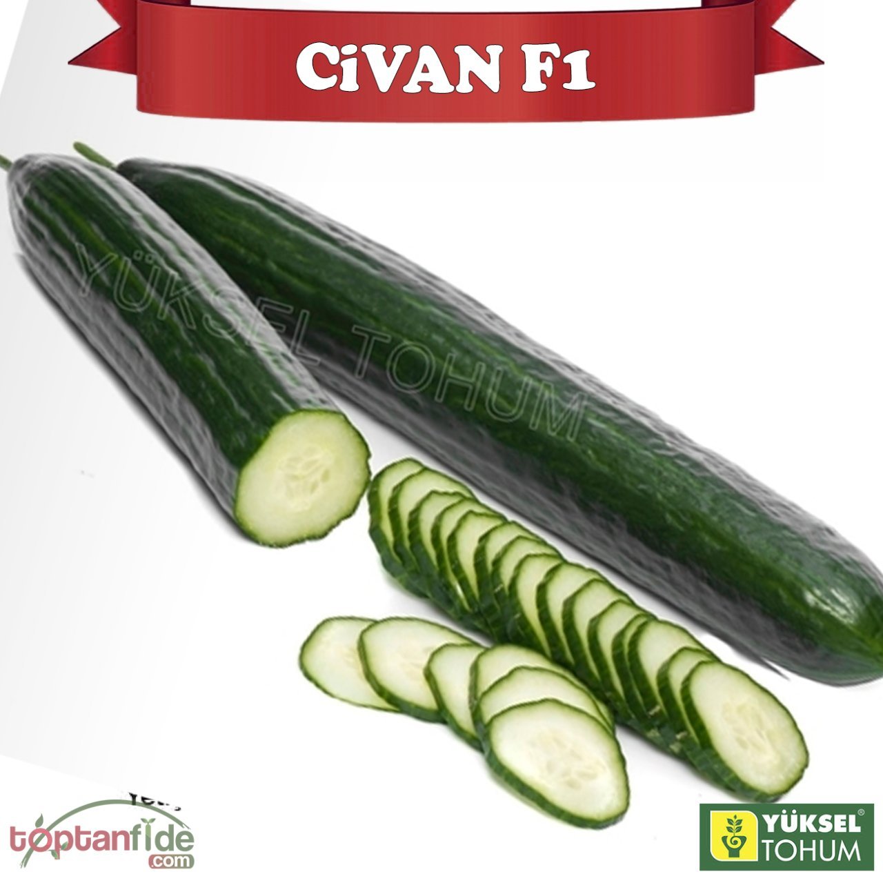 Civan F1 Sırık Uzun Hıyar Fidesi