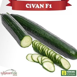 Civan F1 Sırık Uzun Hıyar Fidesi