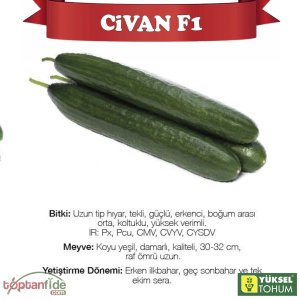 Civan F1 Sırık Uzun Hıyar Fidesi