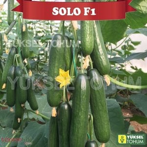 Solo F1 Sırık Multi Hıyar Fidesi