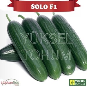 Solo F1 Sırık Multi Hıyar Fidesi