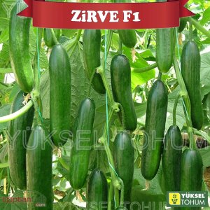 Zirve F1 Sırık Hıyar Fidesi