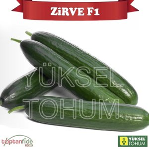 Zirve F1 Sırık Hıyar Fidesi