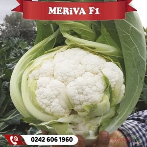 Meriva F1 110 Günlük İri Karnabahar Fidesi