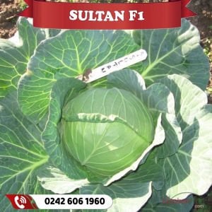 Sultan F1 Yazlık Beyaz Lahana Fidesi