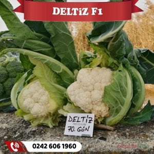 Deltiz F1 Erkenci Karnabahar Fidesi