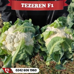 Tezeren F1 Erkenci 70 Günlük Karnabahar Fidesi