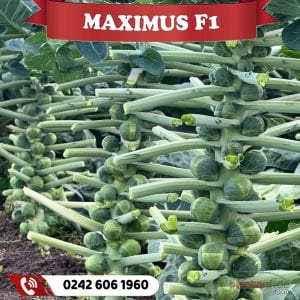 Maximus F1 Brüksel Lahanası Fidesi