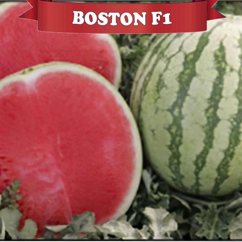 Boston F1 Çekirdeksiz Karpuz Fidesi