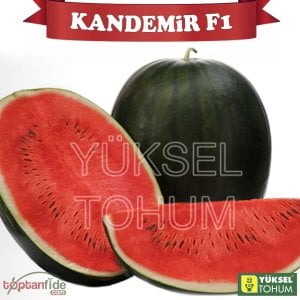Kandemir F1 Siyah Karpuz Fidesi