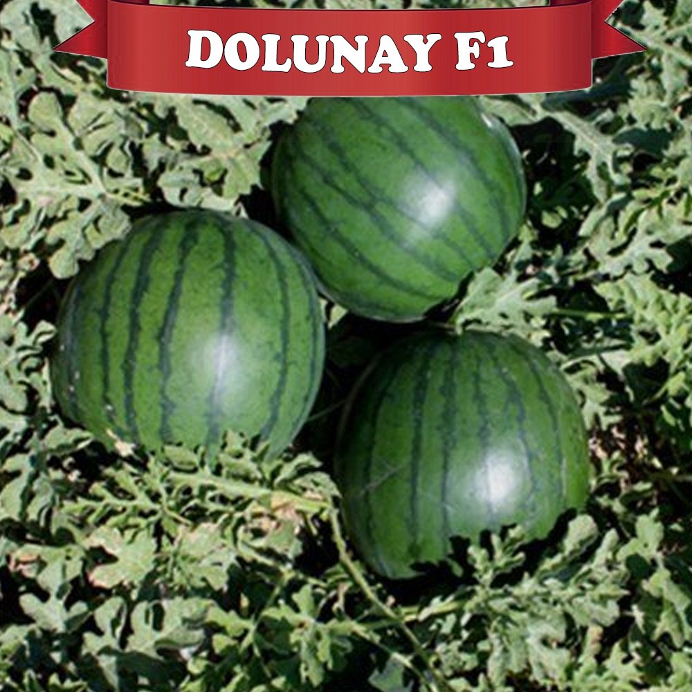 Dolunay F1 Düz Karpuz Fidesi