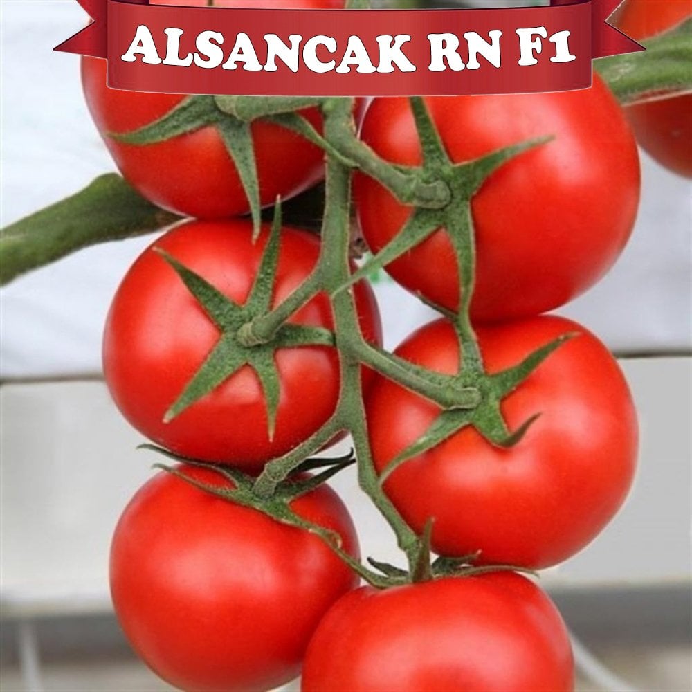 Alsancak Rn F1 Sırık Domates Tohumu