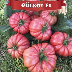 Gülköy F1 Pembe Köy Domates Tohumu