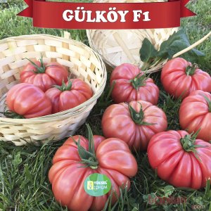 Gülköy F1 Pembe Köy Domates Tohumu