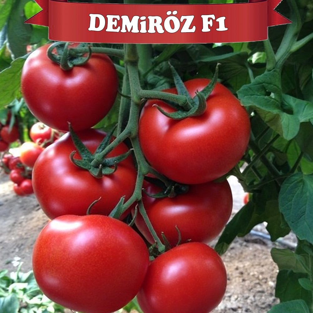 Demiröz F1 Sırık Domates Tohumu