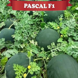 Paskal F1 Karpuz Fidesi
