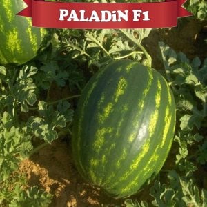 Paladin F1 Karpuz Fidesi