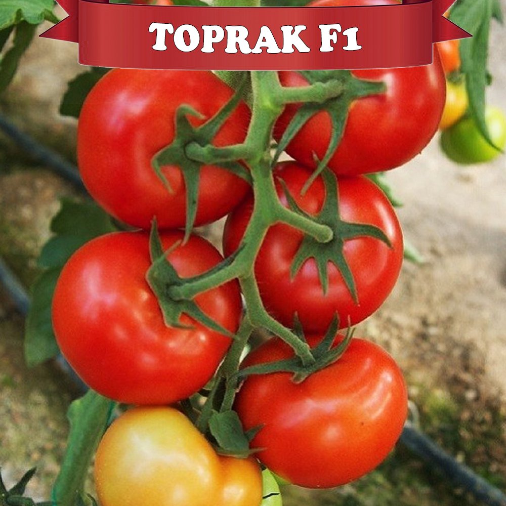 Toprak f1 - Sırık Tane Domates Fidesi