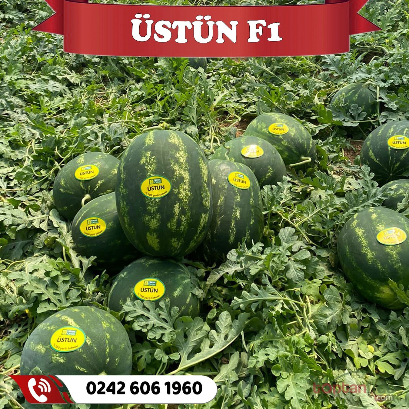 Üstün F1 Karpuz Fidesi