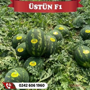 Üstün F1 Karpuz Fidesi