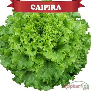 Caipira (Şakira) Kıvırcık Marul Tohumu (10.000) Adet