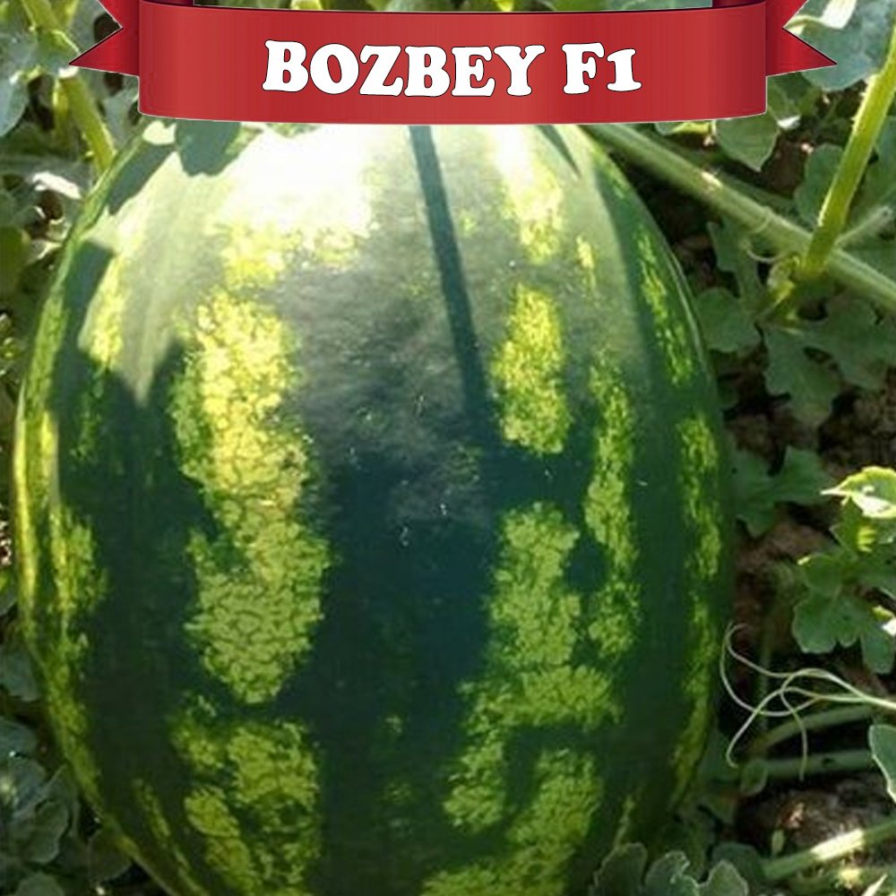 Bozbey F1 Karpuz Fidesi