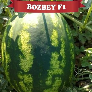 Bozbey F1 Karpuz Fidesi