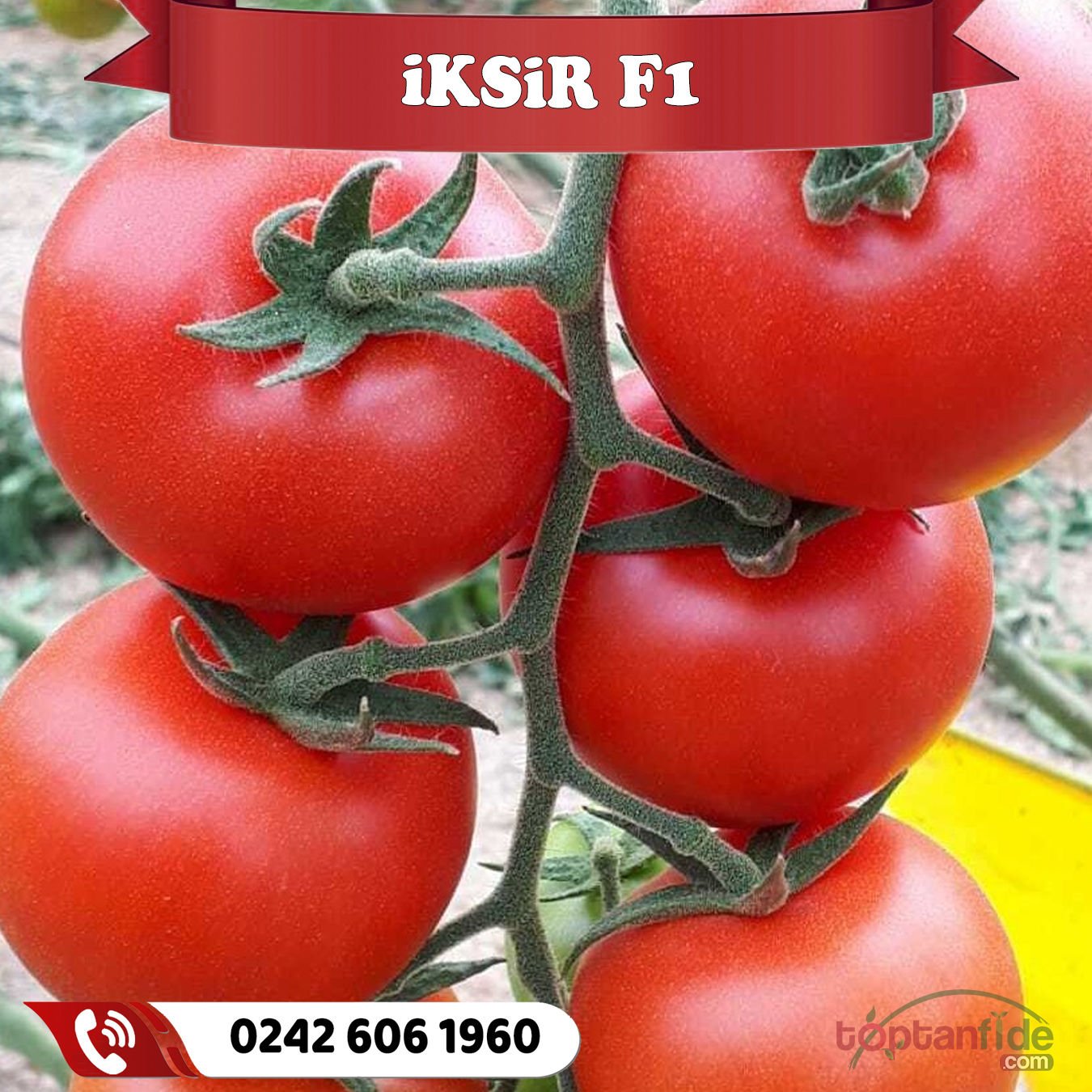 İksir F1 Sırık Domates Fidesi