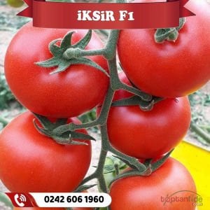 İksir F1 Sırık Domates Fidesi