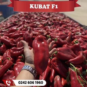 Kubat F1 Kapya Biber Fidesi