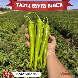 Hibrit Tatlı Sivri Biber Fidesi