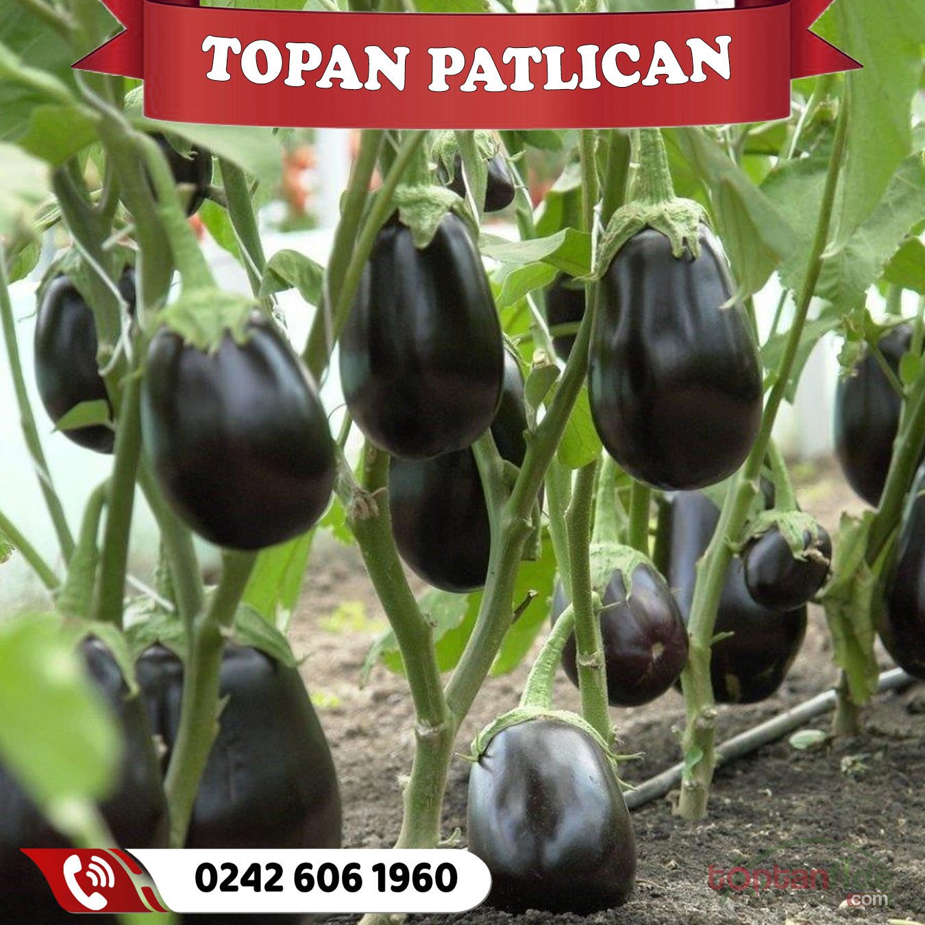 Hibrit Topan Patlıcan Fidesi