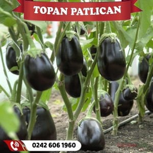 Hibrit Topan Patlıcan Fidesi