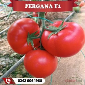 Fergana F1 Sırık Beef Domates Fidesi