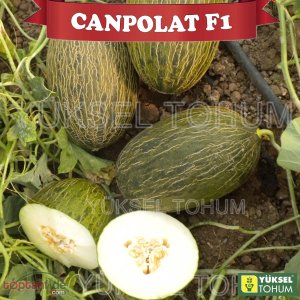 Canpolat F1 Ankara Kavunu Fidesi