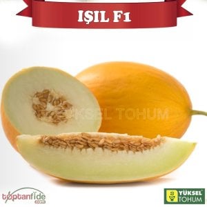 Işıl F1 Sarı Kavun Fidesi