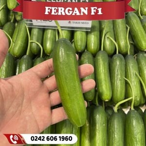 Fergan F1 Sırık Hıyar Fidesi