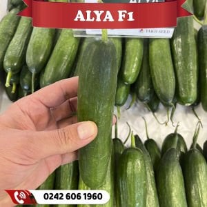 Alya F1 Sırık Hıyar Fidesi